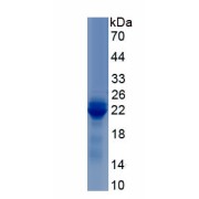 SDS-PAGE analysis of Human Interferon Lambda-3 (IFNL3) Protein.