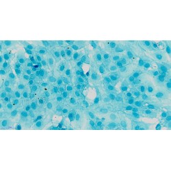 Mouse Articular Chondrocytes (AC)