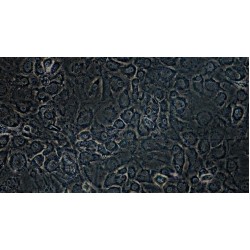 Mouse Annulus Fibrosus Cells (AFC)