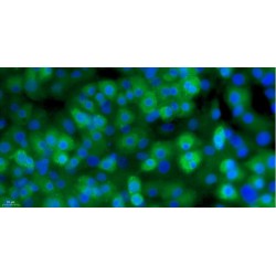 Mouse Annulus Fibrosus Cells (AFC)