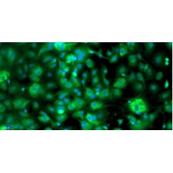 Mouse Annulus Fibrosus Cells (AFC)
