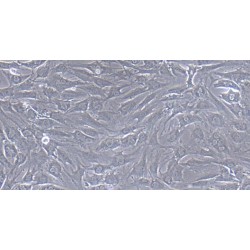 Pig Annulus Fibrosus Cells (AFC)