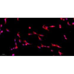Dog Subcutaneous Preadipocytes (SPrAD)