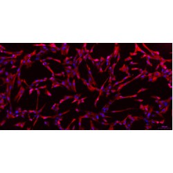 Dog Meningeal Cells (MC)