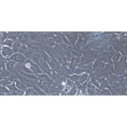 Pig Renal Tubular Epithelial Cells (RTEC)