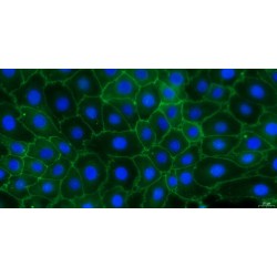 Goat Urethral Epithelial Cells (UrEC)