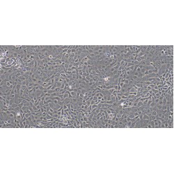 Goat Urethral Epithelial Cells (UrEC)