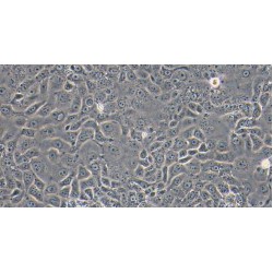 Goat Urethral Epithelial Cells (UrEC)