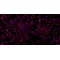 Rat Renal Cortical Epithelial Cells (RCEC)