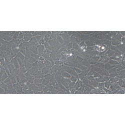 Rat Tracheal Epithelial Cells (TEC)