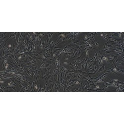 Dog Osteoblasts (OB)