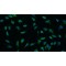 Rat Osteoblasts (OB)