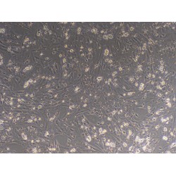 Rat Sertoli Cells (SEC)