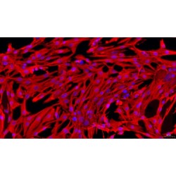 Rabbit Prostate Fibroblasts (PF)