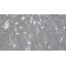Rat Pancreatic Stellate Cells (PSC)