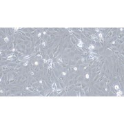 Morphology of Rat Gastric Epithelial Cells (Optical microscope, 100X).
