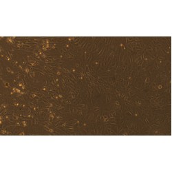 Rat Gastric Epithelial Cells (GEC)