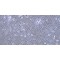 Rat Ovarian Granulosa Cells (OGC)