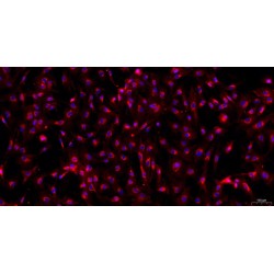 Goat Tendon Stem Cells (TDSC)