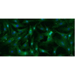 Goat Tendon Stem Cells (TDSC)