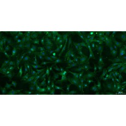 Goat Tendon Stem Cells (TDSC)
