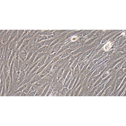 Rat Urethral Smooth Muscle Cells (UrSMC)