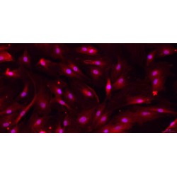 Rat Urethral Smooth Muscle Cells (UrSMC)