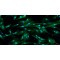 Dog Arachnoid Cells (AC)