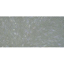 Dog Endocardial Fibroblasts (EnCF)