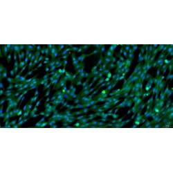 Dog Endocardial Fibroblasts (EnCF)