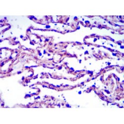 S-Adenosyl Methionine (SAMe) Antibody