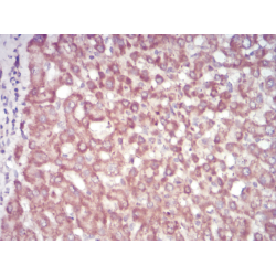 S-Adenosyl-L-Homocysteine (SAH) Antibody