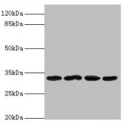 WB analysis of (1) Mouse Small Intestine Tissue, (2) Mouse Kidney Tissue, (3) Rat Gonad Tissue, and (4) Mouse Brain Tissue, using METRNL antibody (2 µg/ml). Predicted band size: 35, 26 kDa. Observed band size: 35 kDa.
