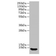 Westerb blot analysis of Rat liver tissue using Defb14 antibody (12 µg/ml).