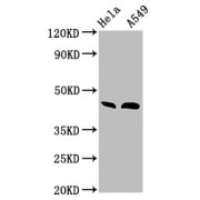 WB analysis of HeLa and A549 whole cell lysates, using BMP2 antibody (3 µg/ml). Predicted band size: 45 kDa, Observed band size: 45 kDa.