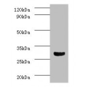 Western blot analysis of mouse brain tissue, using Caspase 3 antibody (2 µg/ml) and Goat anti-Rabbit polyclonal secondary antibody (1/10000 dilution).