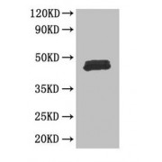 WB analysis of mouse thymus tissue, using FOXP3 antibody (3 µg/ml) and goat anti-rabbit IgG secondary antibody (1/50000 dilution). Predicted band size: 44, 45, 48, 50 kDa. Observed band size: 48 kDa.