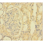 IHC-P analysis of human kidney tissue, using PLA2G2D antibody (1/100 dilution).