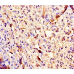 Phospholipase A2, Group IID (PLA2G2D) Antibody