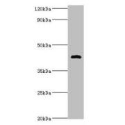 WB analysis of Mouse stomach tissue, using HP Antibody (2 µg/ml) and Goat Anti-Rabbit IgG Antibody (1/10000 dilution). Calculated MW: 39 kDa, 46 kDa. Observed MW: 46 kDa.