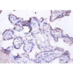 Milk Fat Globule EGF Factor 8 (MFGE8) Antibody