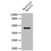 Western Blot analysis of Lactadherin Antibody using mouse skeletal muscle. All lanes: MFGE8 antibodty at 1.6 µg/ml. Seconday: Goat ppolyclonal to rabbit IgG at 1/50000 dilution. Predicted band size: 44,36,38 kDa. Observed band size: 43 kDa.