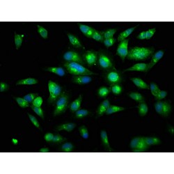 Lactoferrin (LTF) Antibody