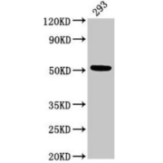 WB analysis of 293 cell lysate, using TUB3 antibody (3 μg/ml) and Goat anti-Rabbit IgG (1/50000 dilution). Calculated MW: 43 kDa, 51 kDa, Observed MW: 51 kDa.