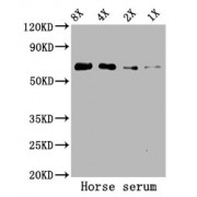 WB analysis of horse serum, using ALB antibody (5.2 µg/ml) and goat anti-rabbit IgG secondary antibody (1/50000 dilution). Predicted band size: 69 kDa, observed band size: 69 kDa.