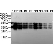 WB analysis of Wheat Gliadin (1, 2, 4 and 10 µg), using Wheat Gliadin Antibody (1/1000). Calculated MW: 25-55 kDa, Observed MW: 25-55 kDa. Exposure time: 120 seconds.