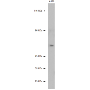 abx110976