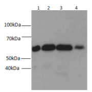 Western blot analysis of (1) HEK-293, (2) MDA-MB-453s, (3) NIH/3T3, and (4) SH-SY5Y cell lysates subjected to SDS-PAGE, using Beclin 1 antibody at a dilution of 1:1500.