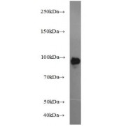 Western blot analysis of HEK-293 cells were subjected to SDS-PAGE using BACH1 Antibody at a dilution of 1/1000 incubated at room temperature for 1.5 hours.