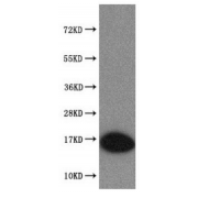 WB analysis of mouse spleen tissue, using FAM72A antibody (1/800 dilution).